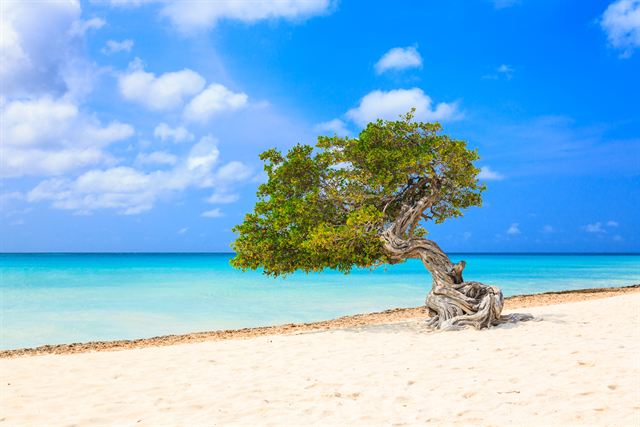 Windswept divi-divi tree on a white-sand Aruba beach beside turquoise water