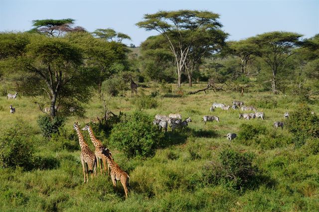 Giraffes and zebras grazing among acacia trees in green savannah in the Arusha region