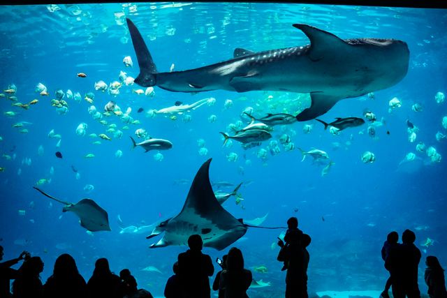 Whale shark and manta rays gliding past silhouetted visitors in the Georgia Aquarium's giant tank