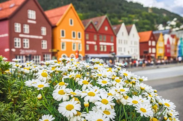 Gabled red, orange and white Bryggen houses in Bergen behind white daisies