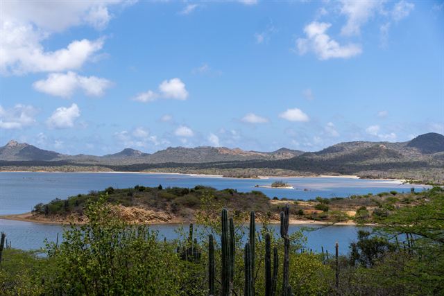 Bonaire landscape with columnar cacti, a calm bay and low brown hills under blue sky