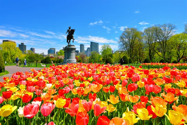 Tulip beds in the Boston Public Garden with the George Washington equestrian statue