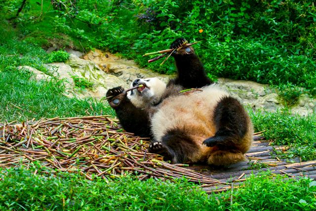 Giant panda lying on its back eating bamboo on green grass in a Chengdu panda enclosure