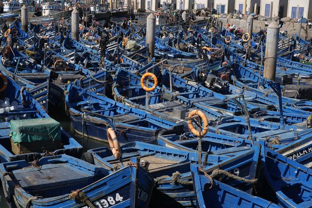 Dense rows of blue wooden fishing boats moored in Essaouira harbor, Morocco
