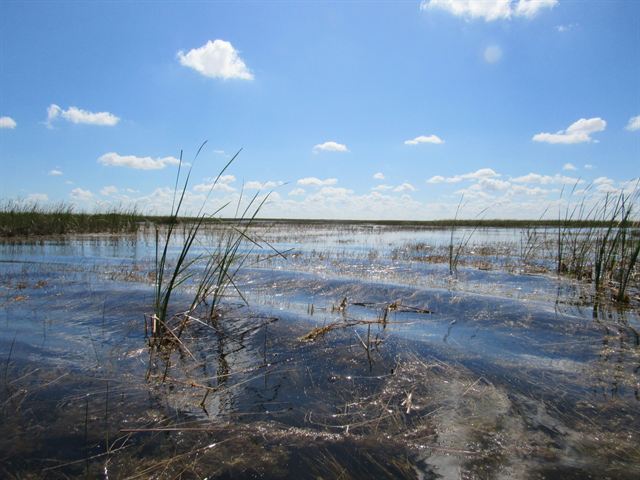Open Everglades sawgrass marsh and shallow water stretching to the horizon under blue sky and white clouds