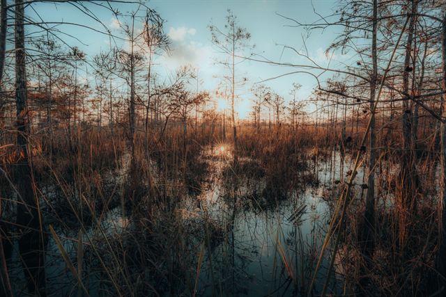 Cypress trees and tall grasses reflected in Everglades swamp water at golden sunset