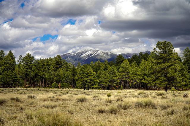 Grassy meadow and pine forest near Flagstaff with the snowy San Francisco Peaks under billowing clouds