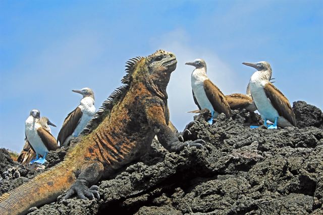 Marine iguana and blue-footed boobies on black lava rock, Isabela Island, Galapagos