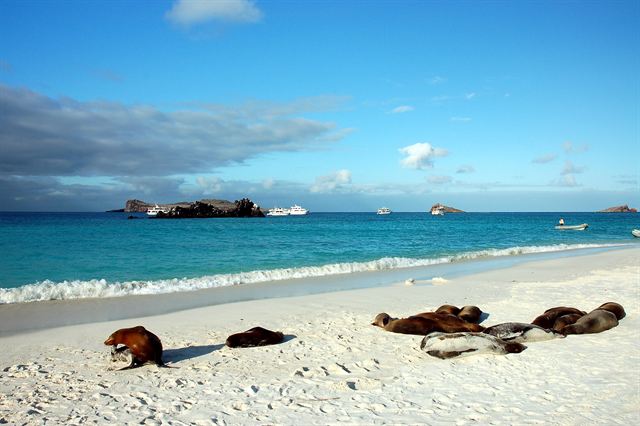 Sea lions resting on a white sand beach at Gardner Bay, Galapagos