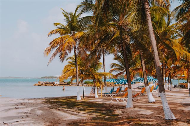 Palm-shaded beach with sun loungers and umbrellas on calm water in Guadeloupe