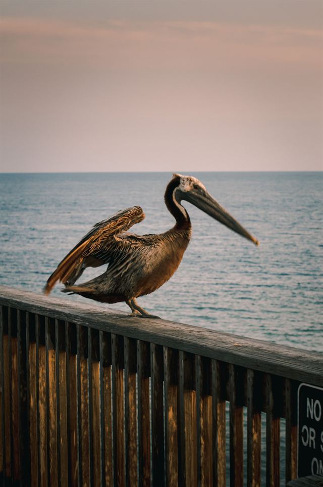 Brown pelican perched on a wooden pier railing over the Gulf at sunset in Gulf Shores, Alabama