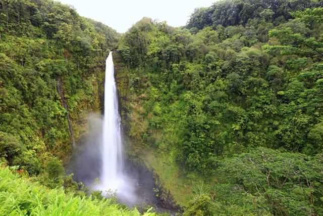 Akaka Falls plunging through lush rainforest