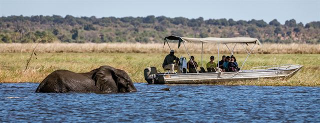 Safari boat watching an elephant cross the Chobe River near Kasane, Botswana