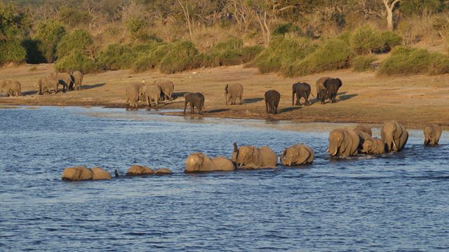 Line of elephants swimming across the Chobe River in Chobe National Park