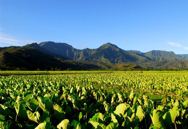 Hanalei taro fields below green mountains