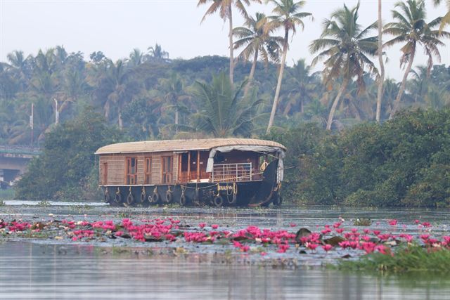 Traditional thatched houseboat on the Kerala backwaters past pink water lilies and coconut palms