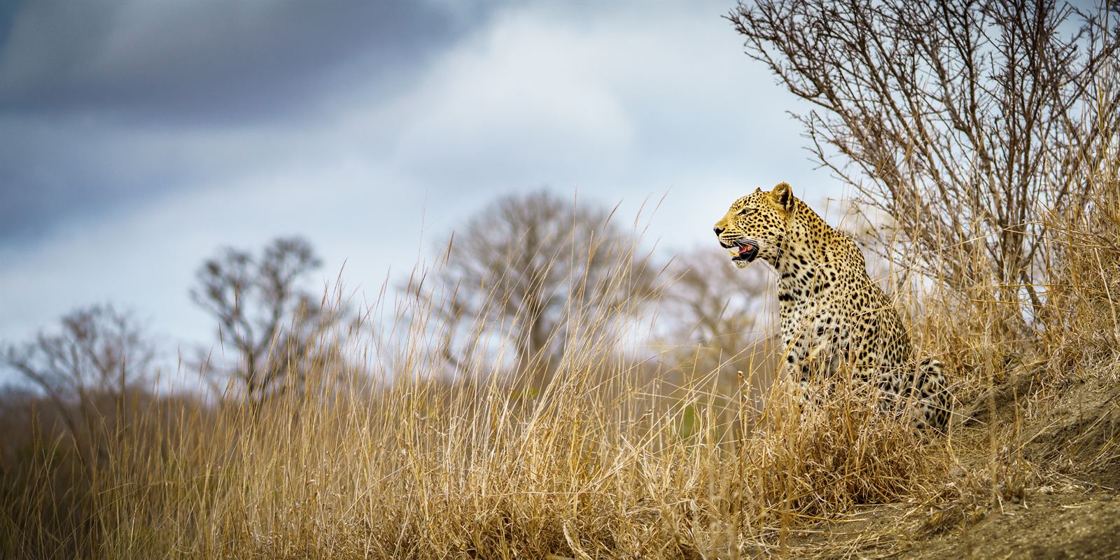 Leopard sitting in dry grass and bare trees in Kruger National Park, South Africa