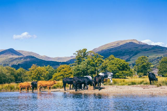Cattle standing in a Lake District lake with wooded shore and fells under blue sky