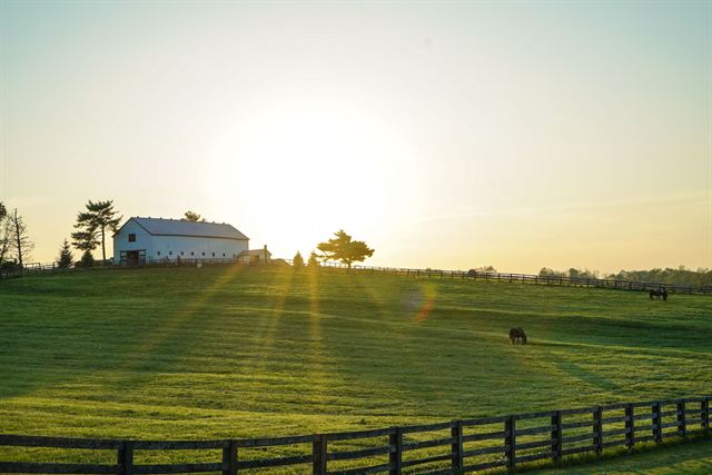 Kentucky horse farm at sunrise with a white barn, black plank fencing and a horse grazing in green pasture