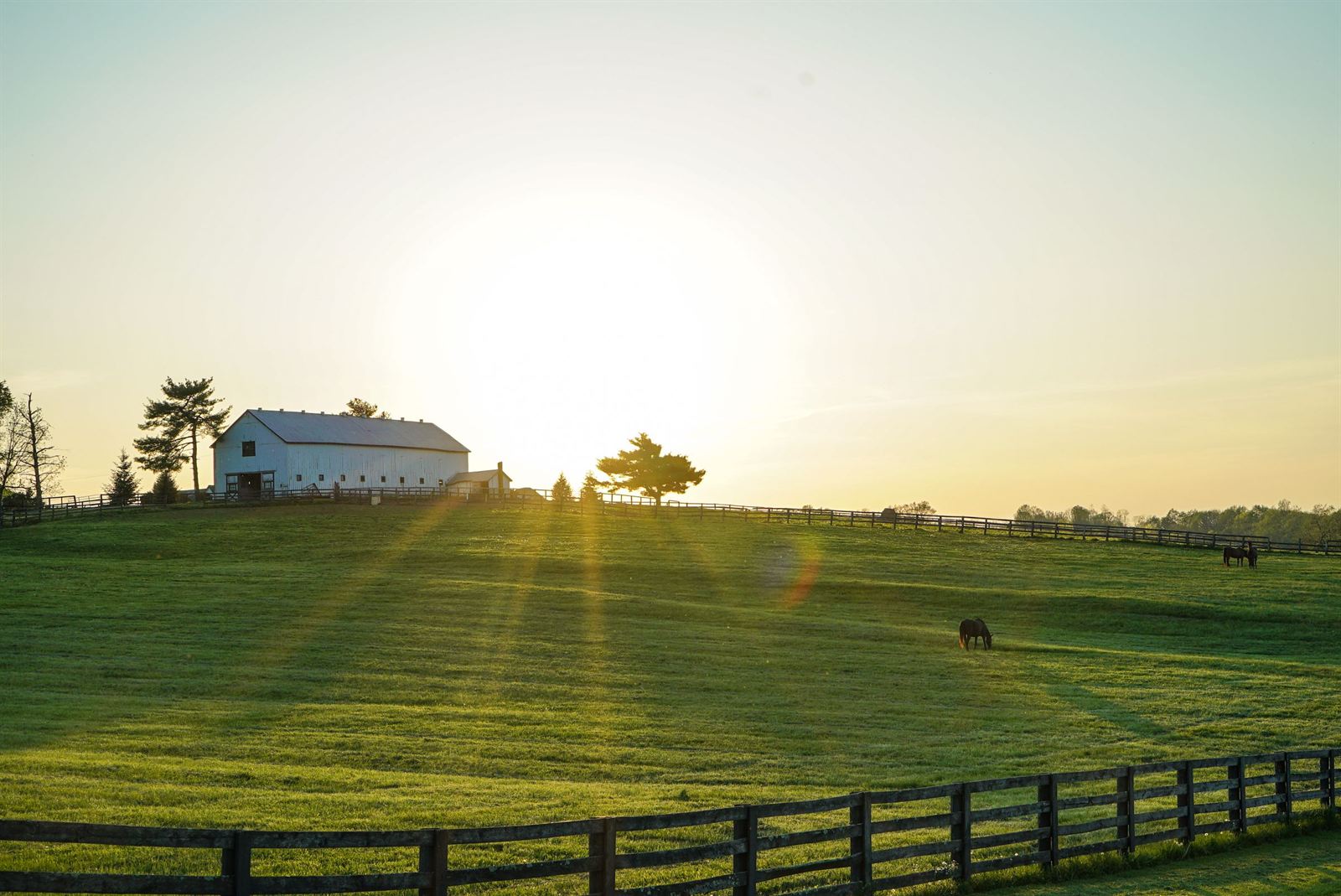 Kentucky horse farm at sunrise with a white barn, black plank fencing and a horse grazing in green pasture