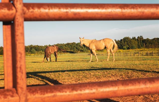 Horses grazing in a sunlit Kentucky pasture seen through a rusty fence gate
