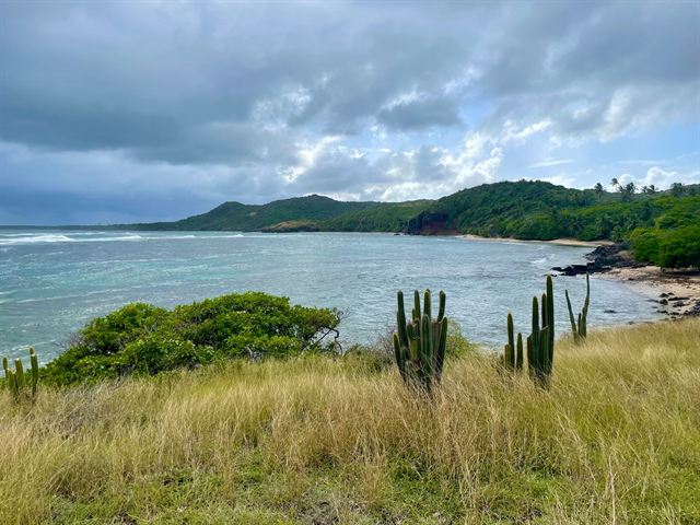 Coastal grassland with cacti overlooking a green headland and bay at Sainte-Anne, Martinique