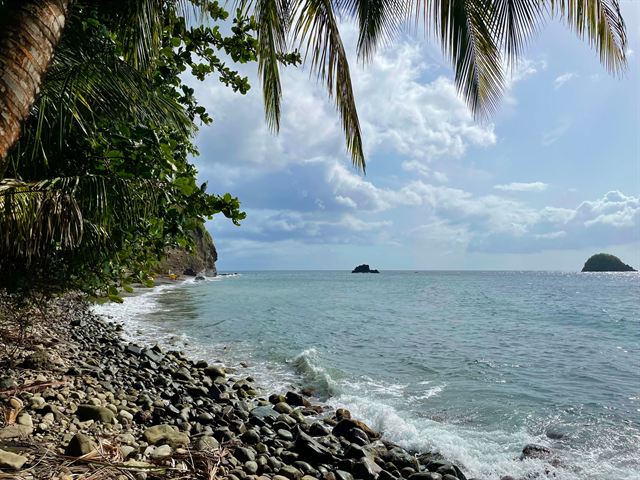 Palm-fringed pebble shore with offshore rocks at Le Precheur on the Martinique coast