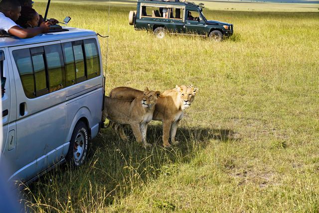 Lionesses beside a safari minivan with a game-drive jeep behind in the Maasai Mara