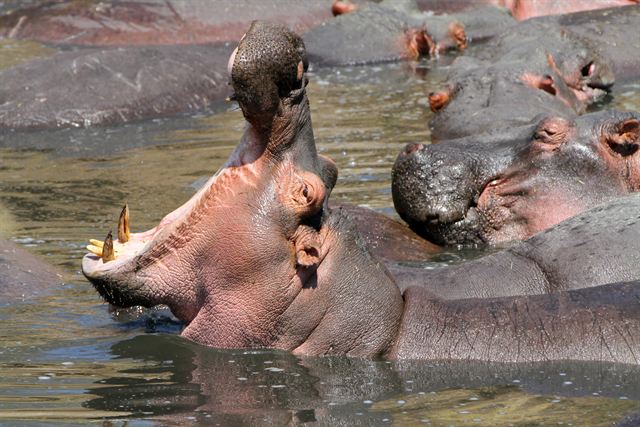Hippo yawning among a pod of hippos in a Masai Mara river