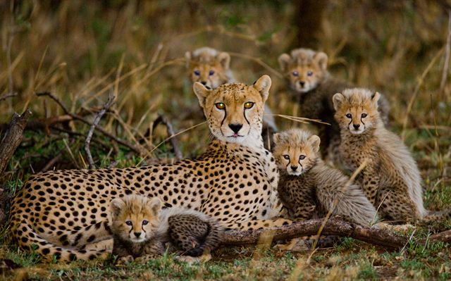 Mother cheetah resting with her cubs in the grass of the Mara-Serengeti plains