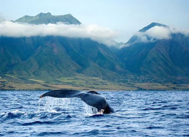 Humpback whale tail off Maui with the West Maui Mountains behind