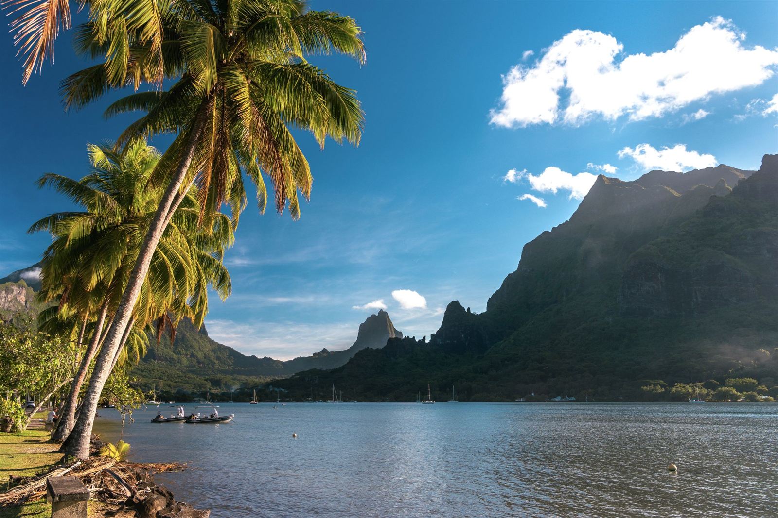 Cook's Bay on Moorea with leaning palm trees and jagged green volcanic peaks under blue sky