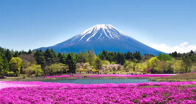 Snow-capped Mount Fuji rising above forest and fields of pink shibazakura moss phlox