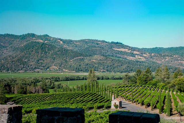 Rows of green grapevines sweeping toward forested hills across Napa Valley under a clear blue sky