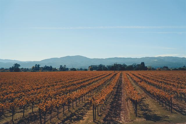 Straight rows of autumn-orange grapevines stretching toward the mountains in Napa Valley