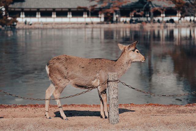 Sika deer standing by a pond in Nara Park with historic temple buildings behind
