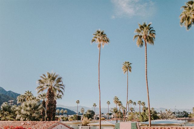 Tall slender palm trees over low-rise Palm Springs rooftops with desert mountains on the horizon
