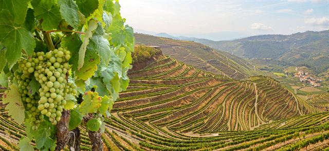 Grapes and terraced vineyards in the Douro Valley near Peso da Régua, upriver from Porto