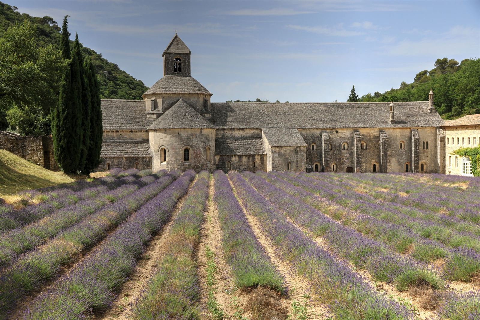 Senanque Abbey near Gordes in Provence with cypress trees and rows of lavender in front