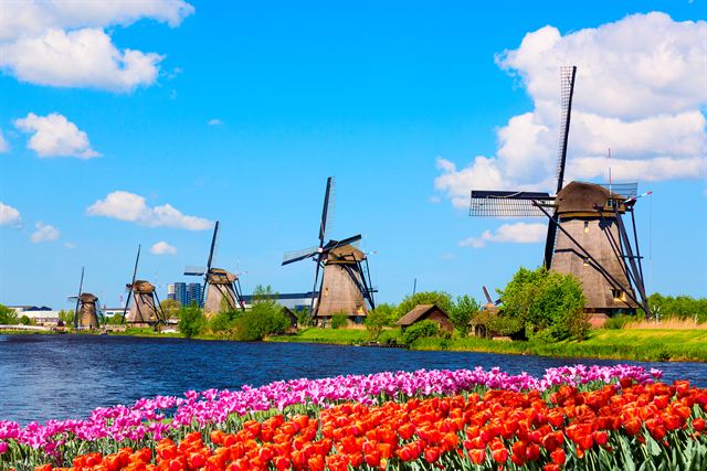 Row of Kinderdijk windmills beside a canal with tulips in the foreground