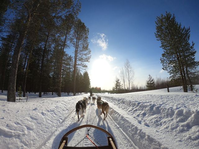 Husky dog sled team running along a snowy forest trail near Rovaniemi on a sunny day