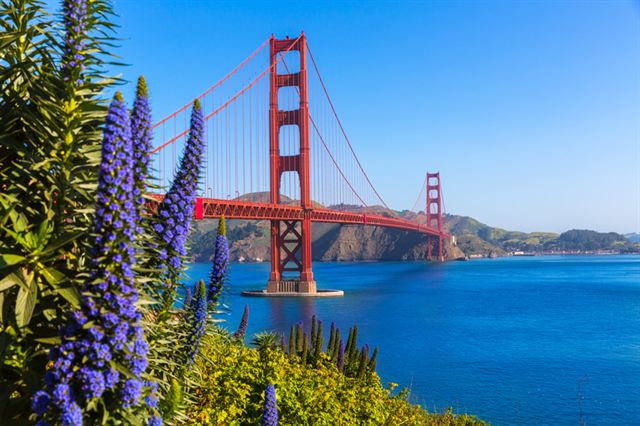 Golden Gate Bridge over blue San Francisco Bay framed by purple wildflowers