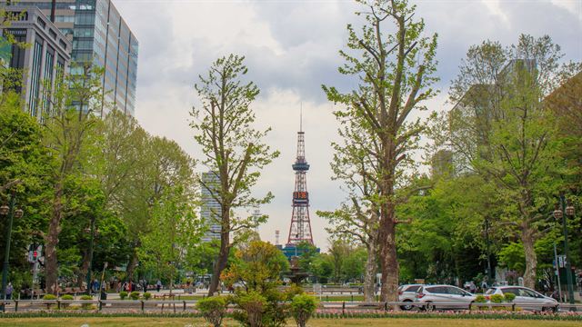 Sapporo TV Tower at the end of Odori Park framed by spring-green ginkgo trees