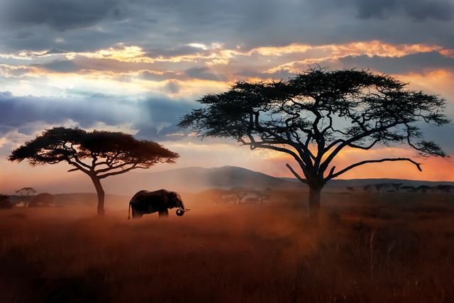 Elephant under flat-topped acacia trees at sunset in Serengeti National Park
