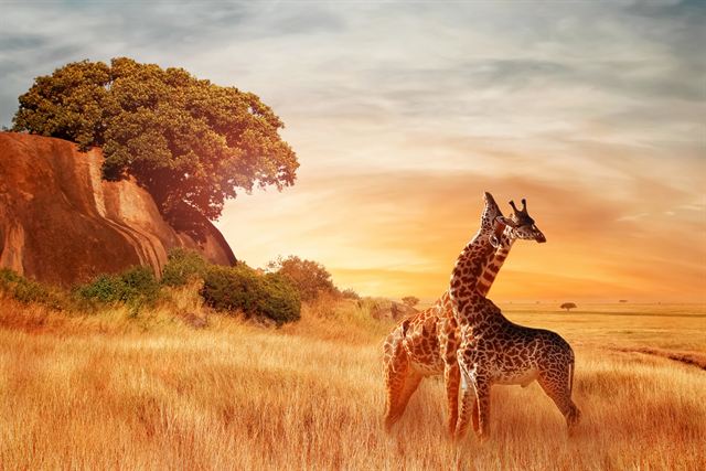 Two giraffes in golden savanna grass at sunset in the Serengeti, Tanzania