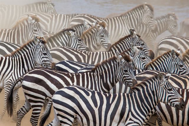 Herd of zebras crowding together in the Serengeti-Mara ecosystem
