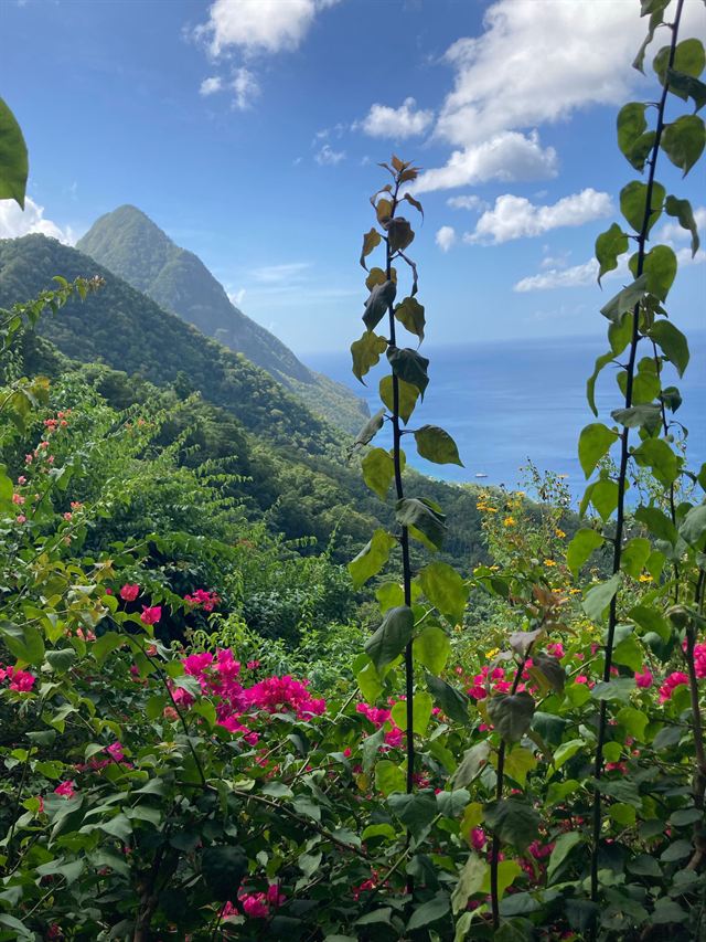Pink bougainvillea and vines framing the steep green slope of a Piton above the sea in Saint Lucia