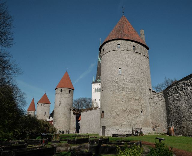 Round stone towers of Tallinn's medieval city wall with conical red roofs in spring sunshine