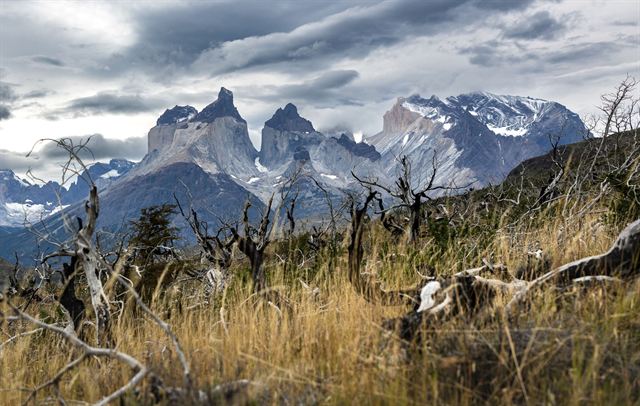 Cuernos del Paine massif with dramatic clouds above dry grass and dead trees in Torres del Paine