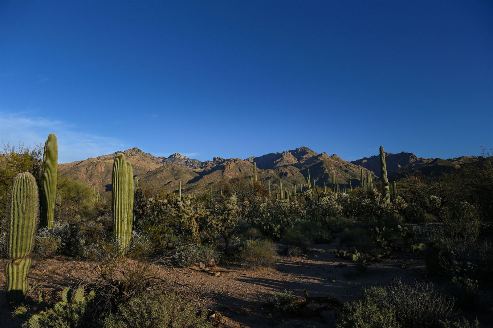 Tall saguaro cacti in Saguaro National Park near Tucson with desert mountains under a clear blue sky